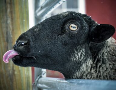 Schwarze Schafe der MPU-Branche: Wenn Profit wichtiger ist als Verantwortung